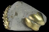 Pyritized (Pleuroceras) Ammonite & Bivalve Fossil - Germany #131117-1